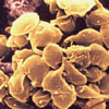 Platelet aggregates